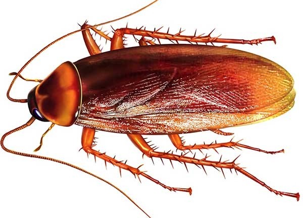Нашатырный спирт от тараканов: действие, эффективность, способы применения