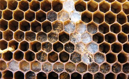 Настойка пчелиной моли: применение и полезные свойства