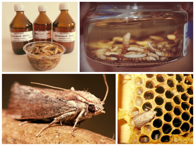 Настойка пчелиной моли: применение и полезные свойства