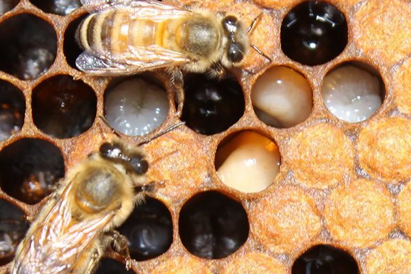Обработка пчел «Бипином» осенью: инструкция и дозировка