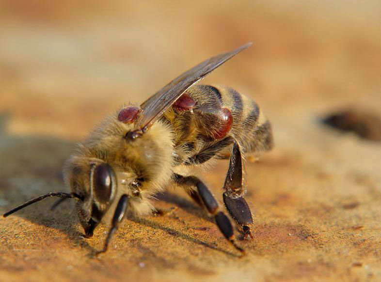 Обработка пчел «Бипином» осенью: инструкция и дозировка