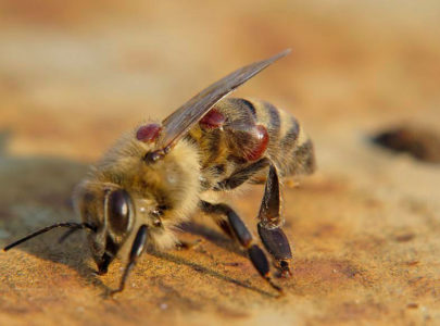 Лечение пчел от клеща весной: от каких болезней, как лечить (щавелевой кислотой, бипином, муравьиной кислотой)