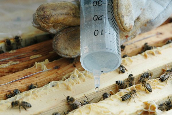 Лечение пчел от клеща весной: от каких болезней, как лечить (щавелевой кислотой, бипином, муравьиной кислотой)