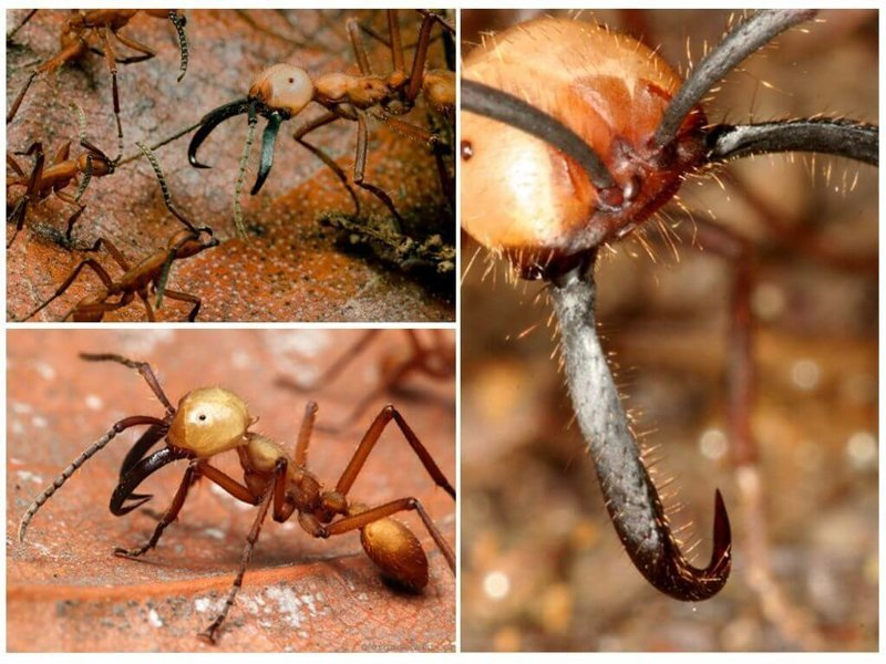 Рыжие жгучие муравьи — фото и описание