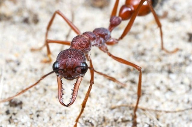 Рыжие жгучие муравьи — фото и описание