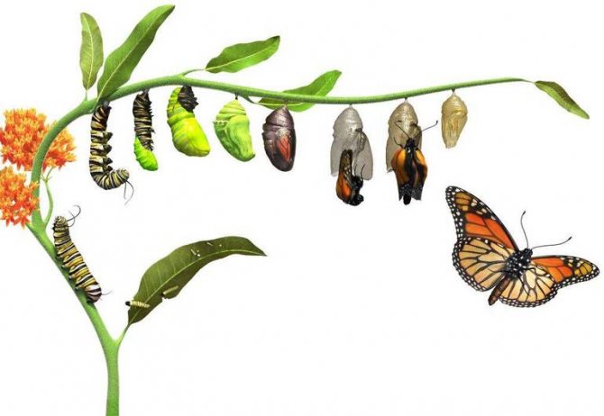 Описание бабочки: этапы развития, внешний вид и питание