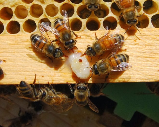 Описание клеща варроа: как выглядит паразит, каковы пути и признаки заражения пчел, способы борьбы с паразитом и меры профилактики