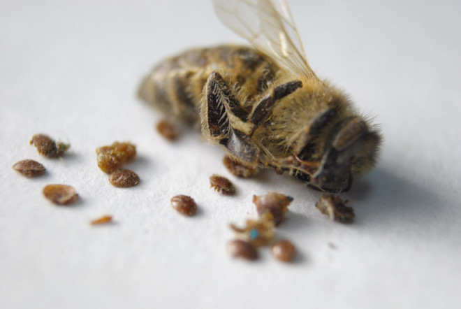 Описание клеща варроа: как выглядит паразит, каковы пути и признаки заражения пчел, способы борьбы с паразитом и меры профилактики