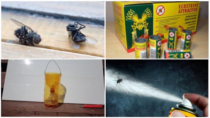 Откуда взялись мухи в доме и как от них избавиться