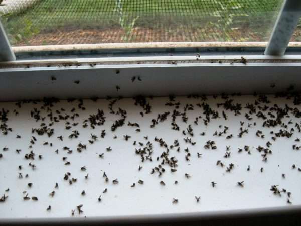 Откуда взялись мухи в доме и как от них избавиться