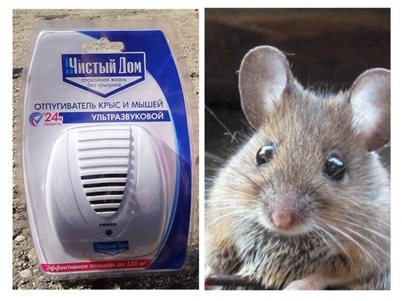 Какой отпугиватель крыс и мышей лучше: рейтинг моделей с ультразвуком, электромагнитом и звуком