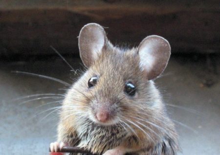 Отпугиватель мышей своими руками: схема ультразвукового отпугивателя грызунов
