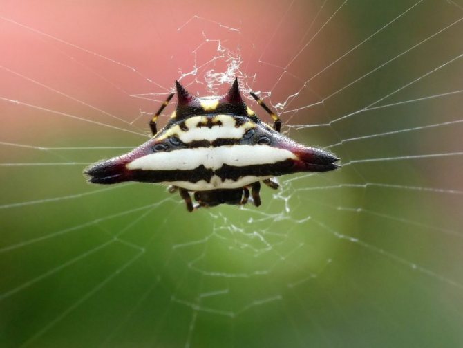 Паук-кругопряд: рогатый или колючий паук: где живет и чем опасен?