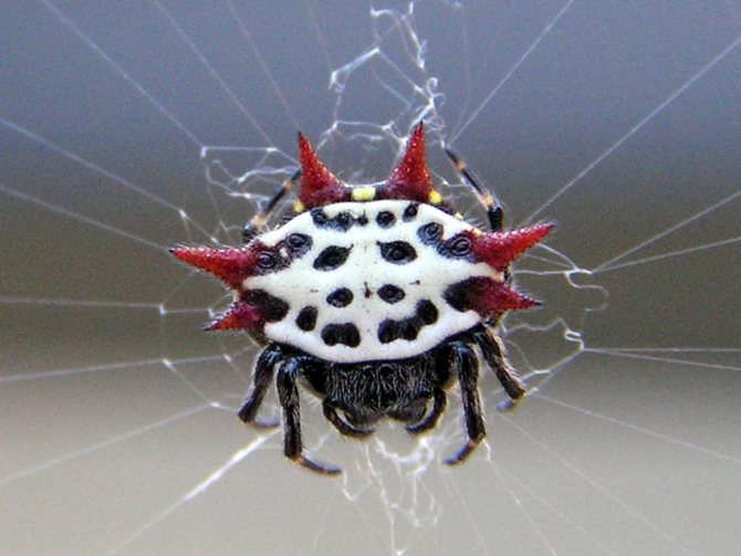 Паук-кругопряд: рогатый или колючий паук: где живет и чем опасен?