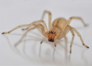 Сак паука (хейракантиум): фото, последствия укуса, что делать, если укусил