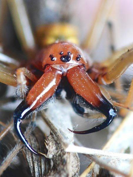 Сак паука (хейракантиум): фото, последствия укуса, что делать, если укусил