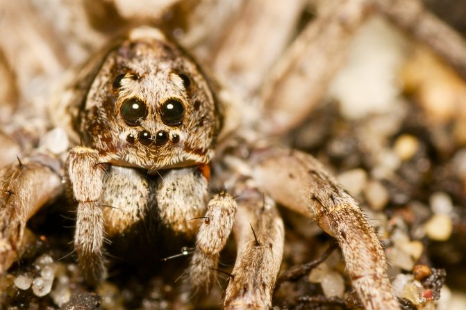 Фото и описание паука-волка, ядовитый или нет, где обитает