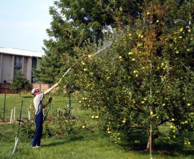 Красный паук на яблоне: как избавиться от вредителя и чем обработать деревья для профилактики