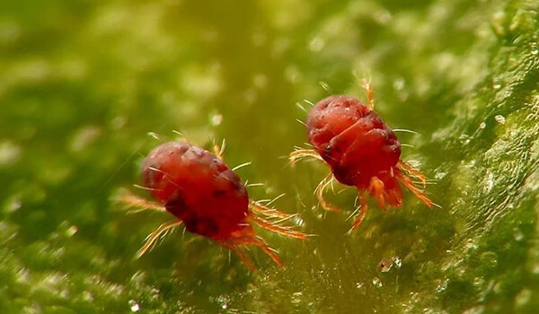 Красный паутинный клещ на комнатных растениях: откуда берется, как выглядит на фото, как бороться