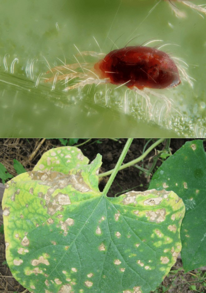 Красный паутинный клещ на комнатных растениях: откуда берется, как выглядит на фото, как бороться