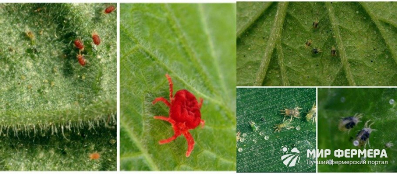 Красный паутинный клещ на огурцах: фото и как с ним бороться