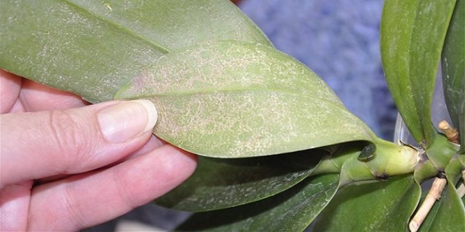 Красный паутинный клещ на орхидее: как избавиться от вредителя в домашних условиях, эффективные меры борьбы и профилактики, советы