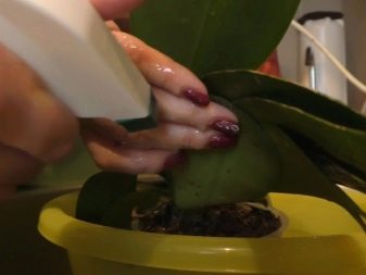 Красный паутинный клещ на орхидее: как избавиться от вредителя в домашних условиях, эффективные меры борьбы и профилактики, советы