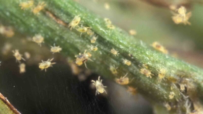 Паутинный клещ на рассаде: как защитить рассаду от паутинного клеща