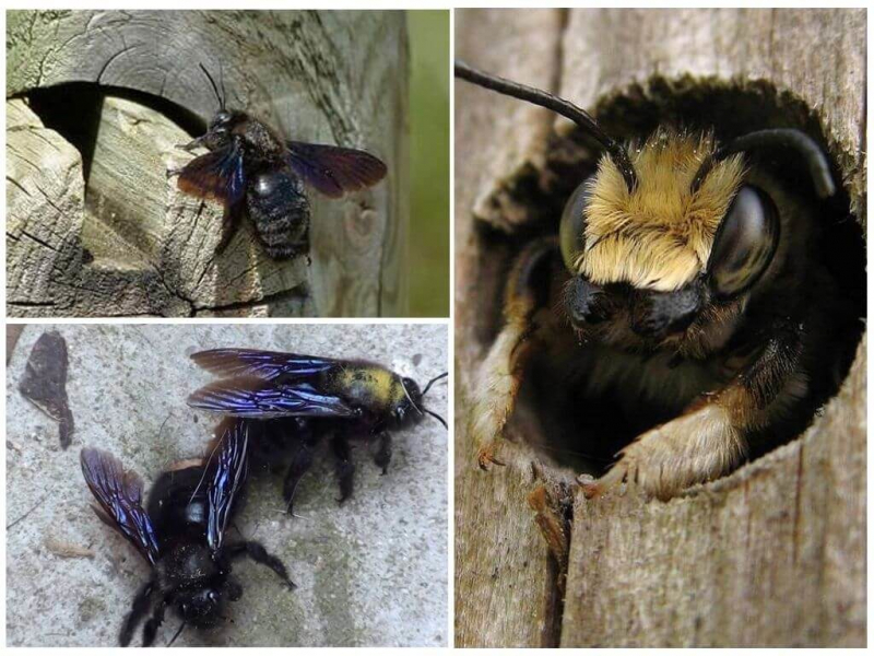 Пчела-плотник: описание насекомого, среда обитания, жизненный цикл, фото
