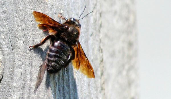 Пчела-плотник: описание насекомого, среда обитания, жизненный цикл, фото