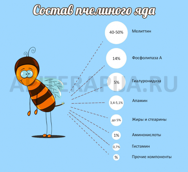 Пчелиный яд (апитоксин): состав, действие на организм, применение