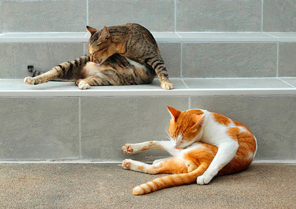 Передаются ли глисты от кошек человеку и как не заразиться?