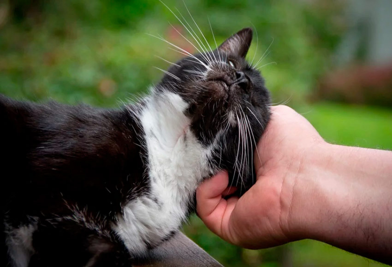 Передаются ли глисты от кошек человеку и как не заразиться?