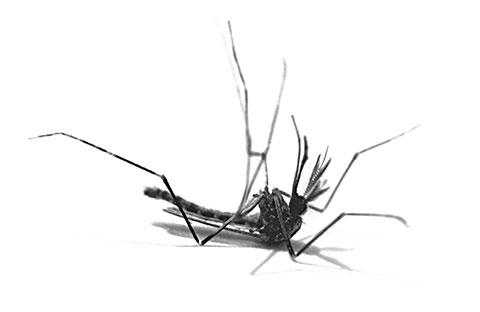 Средства от комаров: как ими пользоваться?