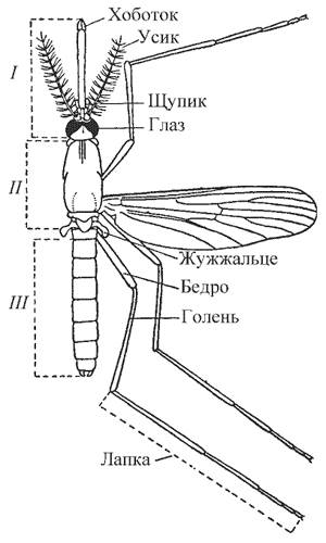 Почему визжат комары: описание и интересные факты