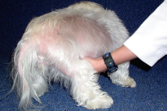 Почему собака чешется и кусает себя: причины зуда у собаки, лечение основной причины, средства от зуда
