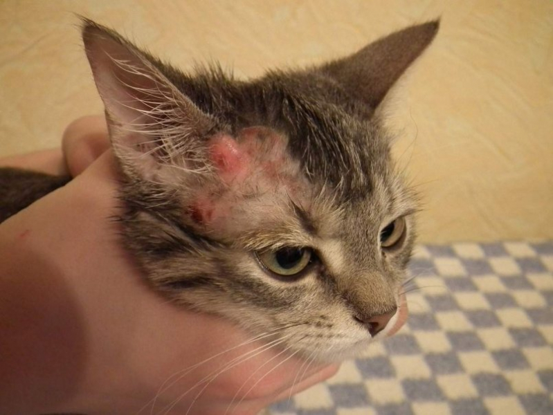 Подкожный клещ (демодекоз) у кошек: симптомы, лечение, фото, препараты, опасность для человека