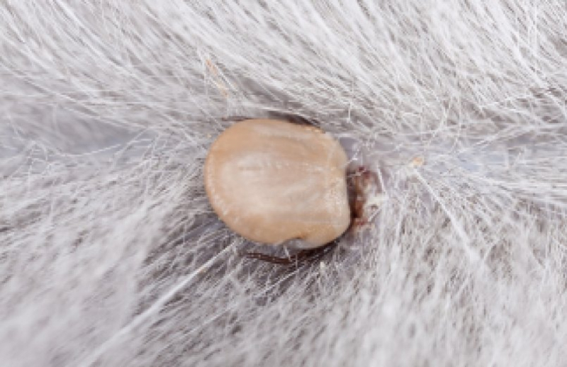 Подкожный клещ (демодекоз) у кошек: симптомы, лечение, фото, препараты, опасность для человека