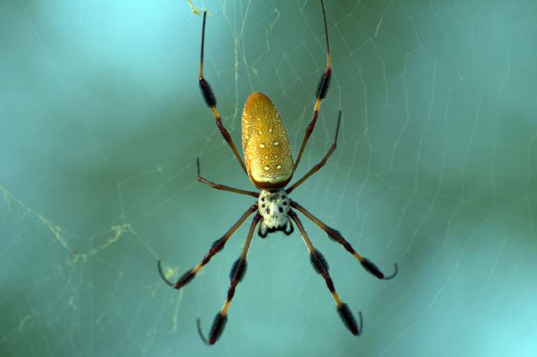 Польза пауков для человека: интересная информация