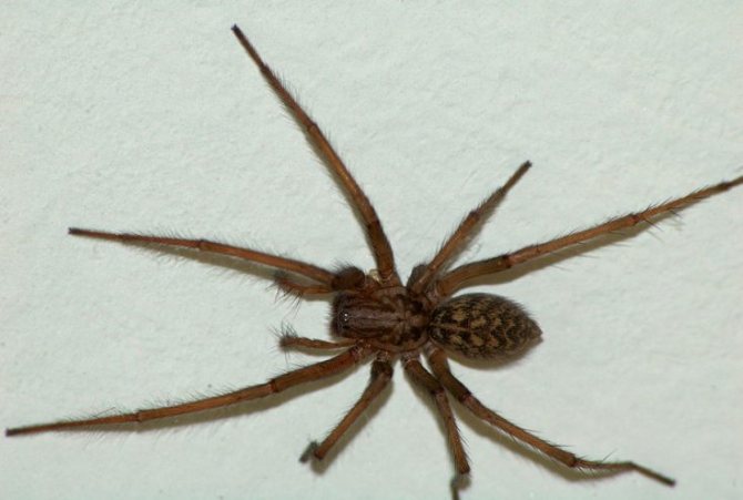 Польза пауков для человека: интересная информация