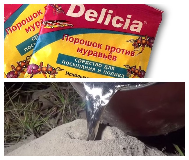 Порошок Делициум от муравьев: отзывы и инструкция