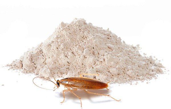 Порошок тиурам от тараканов — эффективное, но опасное средство