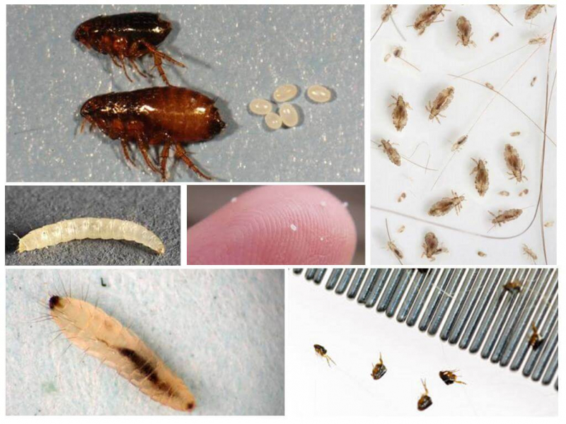 Постельные и постельные блохи: фото паразитов и их укусов, а также меры борьбы с ними