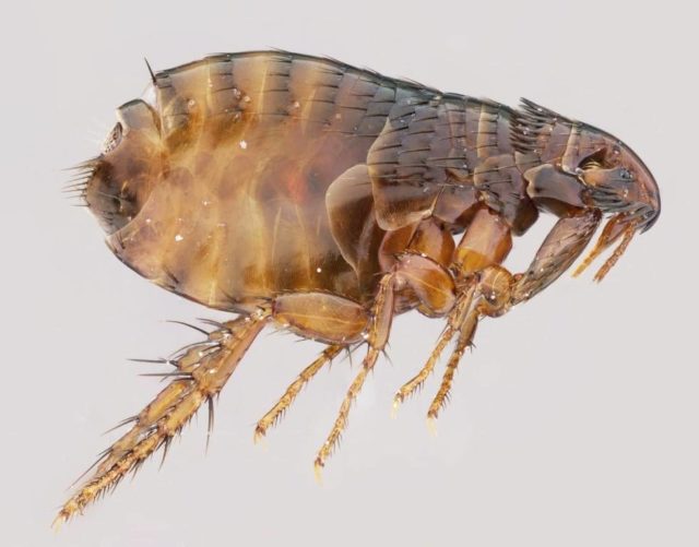 Постельные и постельные блохи: фото паразитов и их укусов, а также меры борьбы с ними
