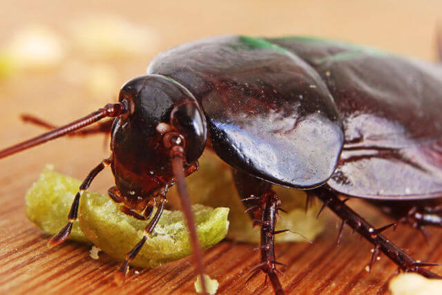Правда ли, что тараканы едят клопов и их яйца?