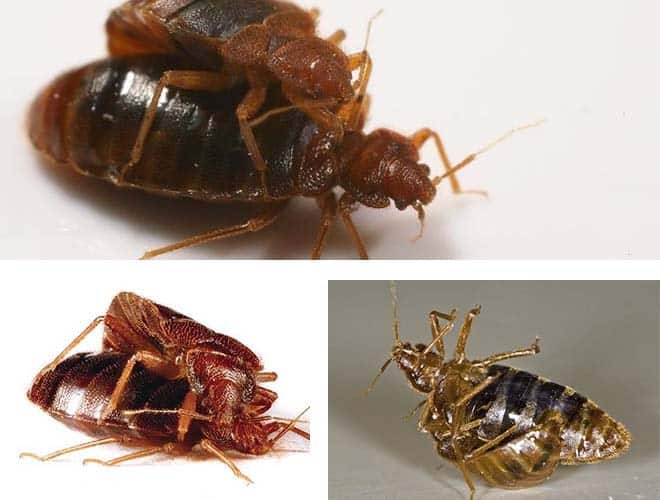 Правда ли, что тараканы едят клопов и их яйца?