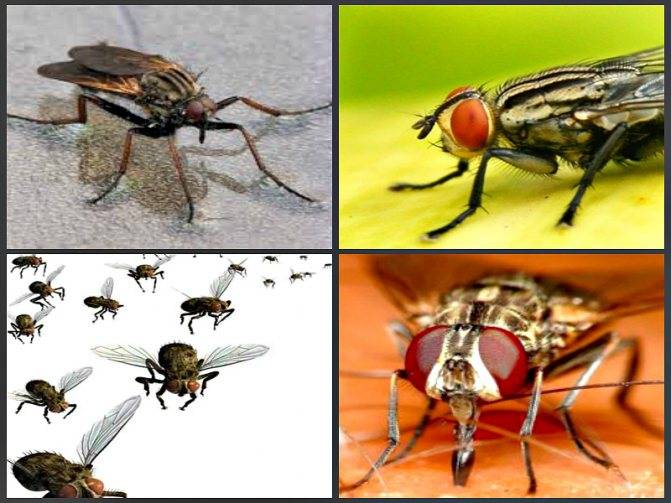 Причины появления больших мух в доме
