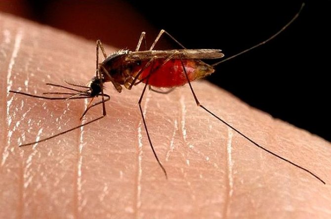 Сделать средство от комаров в домашних условиях: лучшие рецепты