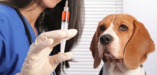 Прививка от клещей собакам: название, когда делать, цена, отзывы ветеринаров
