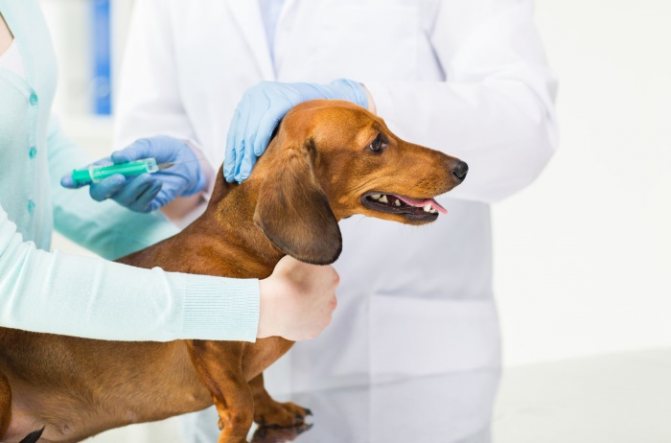 Прививка от клещей собакам: название, когда делать, цена, отзывы ветеринаров